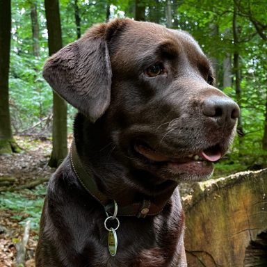 Bürohund Amy